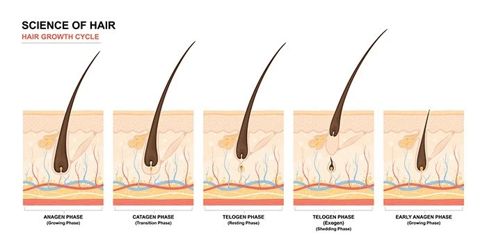 Illustration highlighting the phases of the hair growth cycle, including anagen, catagen, telogen, and their connection to alopecia and hair follicle stem cell regeneration.