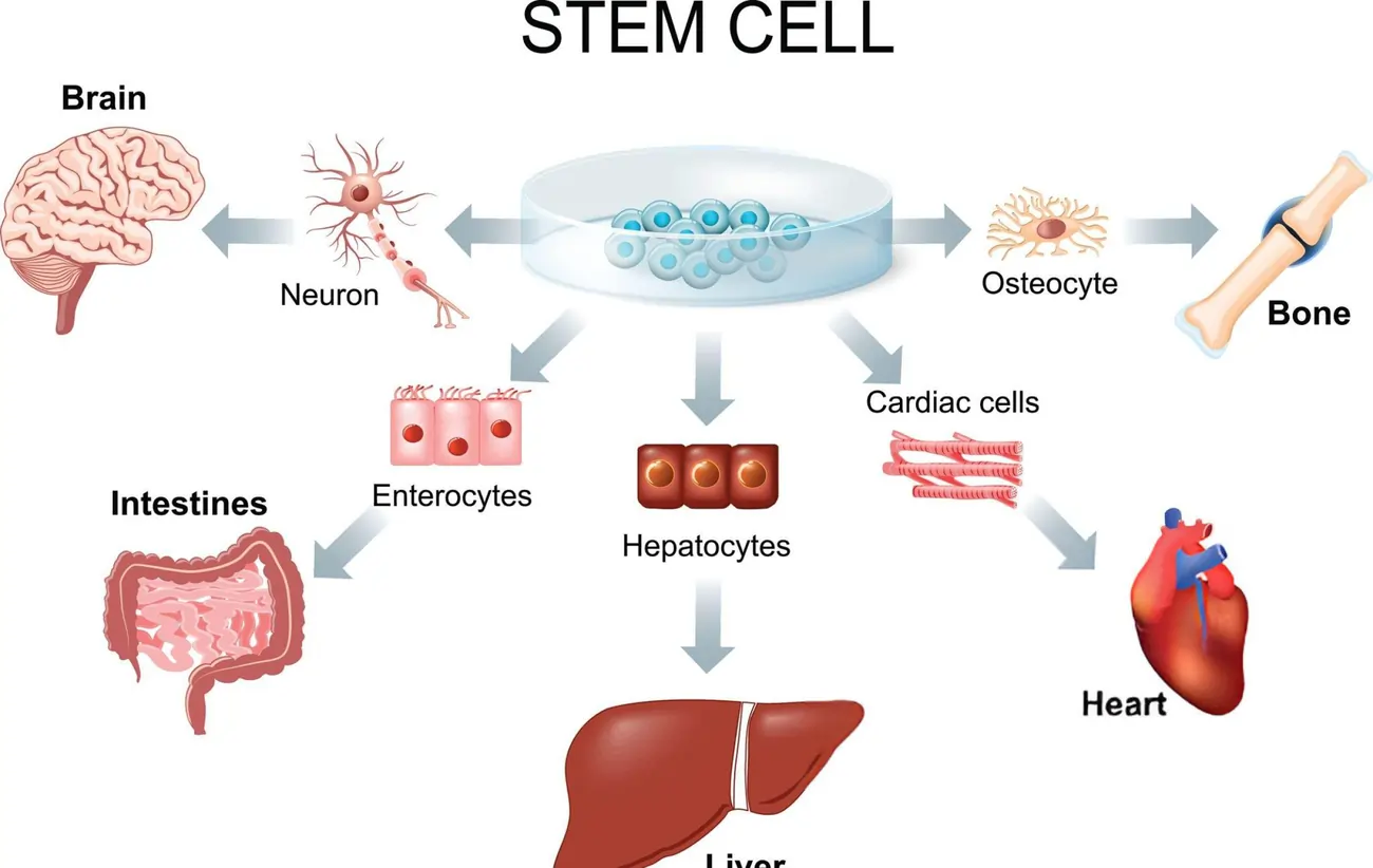 A scientific diagram illustrating how stem cells can differentiate into various specialized cells, including neurons, osteocytes, enterocytes, hepatocytes, and cardiac cells, for regenerative medicine applications.