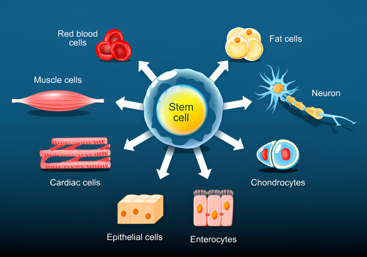 An illustration showing a stem cell differentiating into various specialized cells, including neurons, fat cells, muscle cells, and red blood cells.