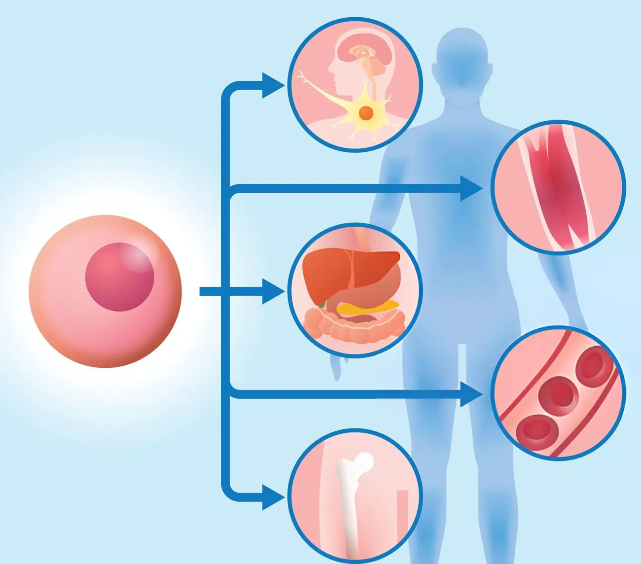 An illustrative diagram showing a stem cell differentiating into various specialized cells and tissues, including brain, muscle, organ, and blood cells, explaining the process of stem cell